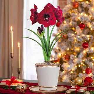 Deck the Halls Amaryllis
