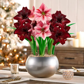 Silver Bells Amaryllis Trio