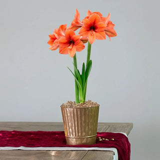 Desire Single Amaryllis