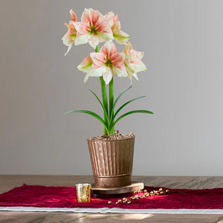 Grandise Fantasy Amaryllis Single