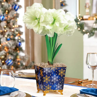 Moonlight Merriment Amaryllis
