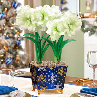 Moonlight Merriment Amaryllis