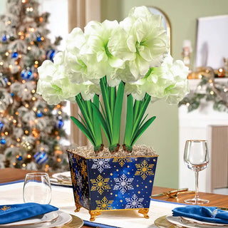 Moonlight Merriment Amaryllis