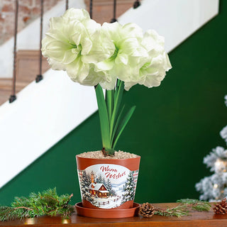 Afresco Amaryllis in Forever Pot