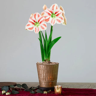 Clown Amaryllis Single