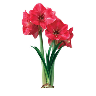 Hercules Amaryllis