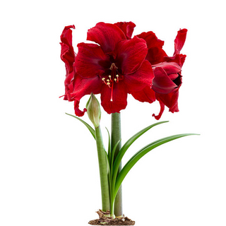 Amarossi Amaryllis
