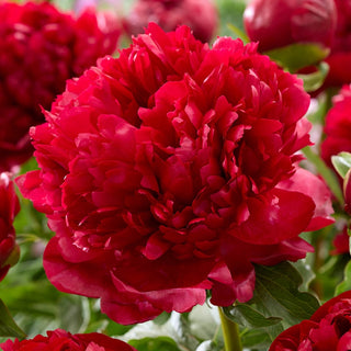 Christmas Velvet Peony