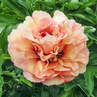 Danse du Feu Itoh Peony
