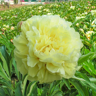 Seidl's Super Peony