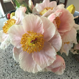Apricot Whisper Peony