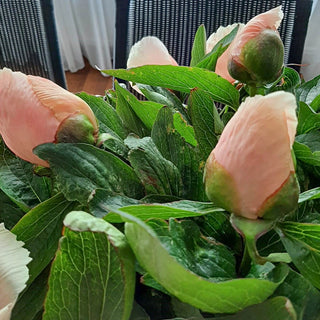 Apricot Whisper Peony