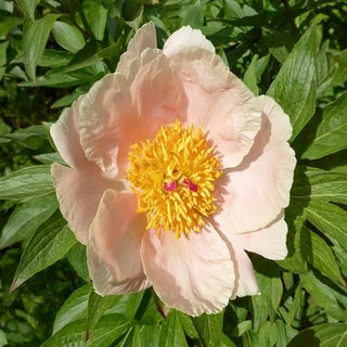 Apricot Whisper Peony