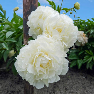 Puffed Cotton Peony