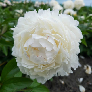 Snow Princess Peony