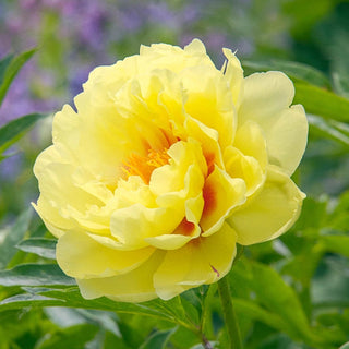 Itoh Lifetime Peony Collection