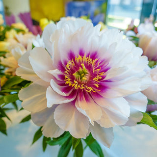 Itoh Lifetime Peony Collection