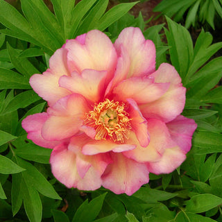 Itoh Lifetime Peony Collection