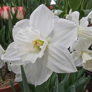 Arctic Power Daffodil