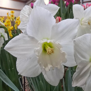 Arctic Power Daffodil