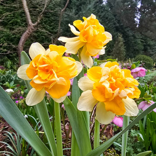 Growers Beauty Daffodil
