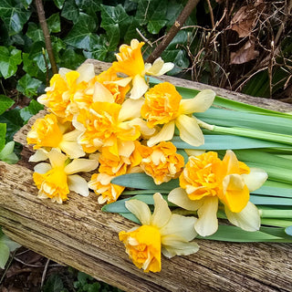 Growers Beauty Daffodil