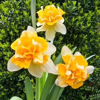 Growers Beauty Daffodil