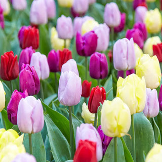 Easter Egg Tulip Mixture
