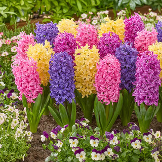 Sweet Spikes Hyacinth Mixture