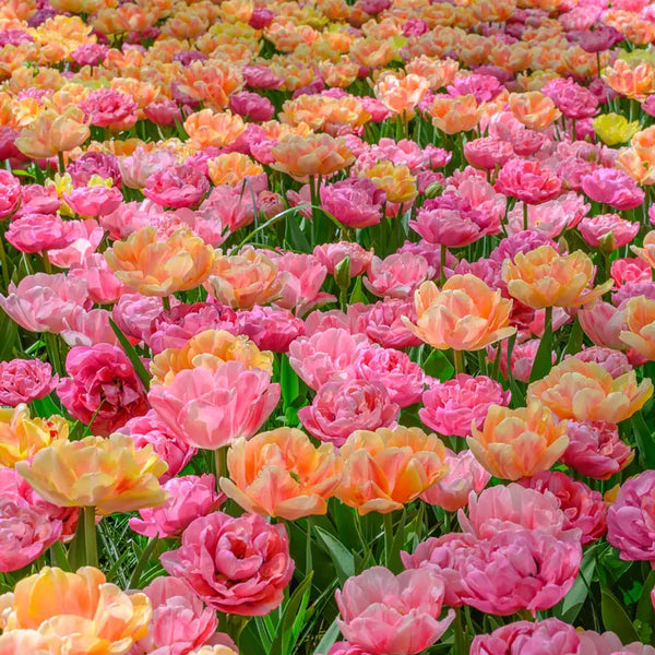 tulip様　ミンクファー　✳️350個 tulip様 ミンクファー ✳️350個 tulip様 ミンクファー ✳️350個