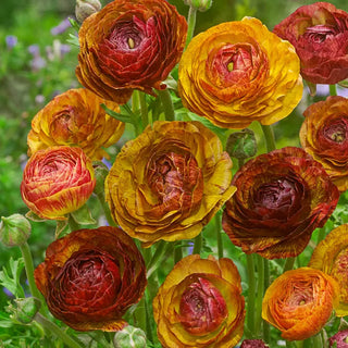 Picotee Café Ranunculus