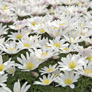 White Splendour Grecian Windflowers