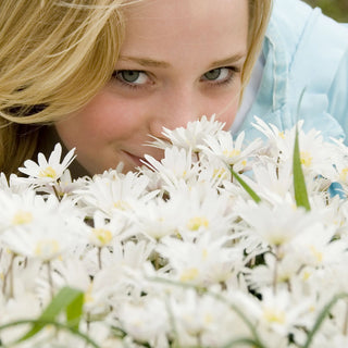 White Splendour Grecian Windflowers
