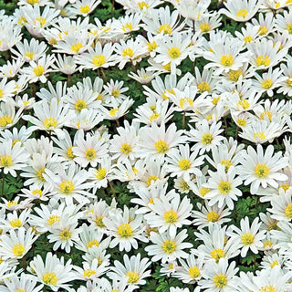 White Splendour Grecian Windflowers