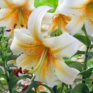 Mister Cas Lily Tree®