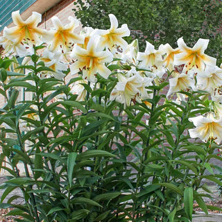 Mister Cas Lily Tree®