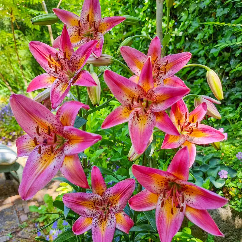 royal lily flower Fancy Dance Lily