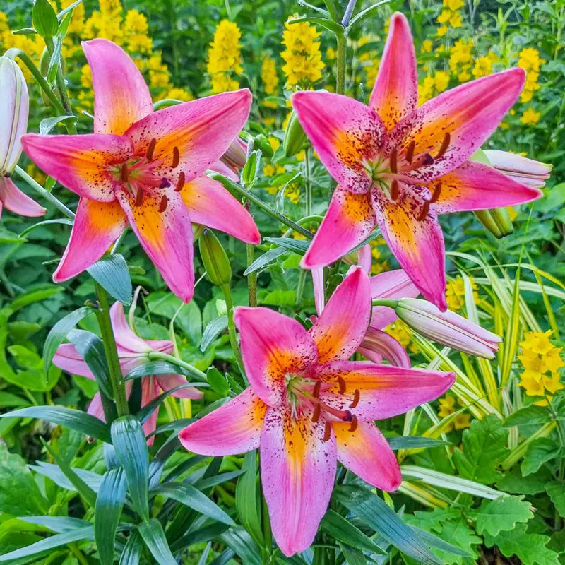 pink and yellow asiatic lily Fancy Dance Lily