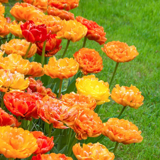 Sun Lover Tulip