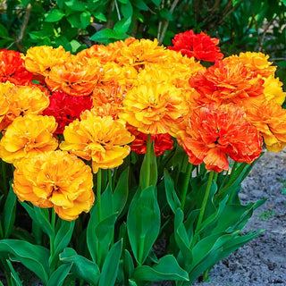 Sun Lover Tulip