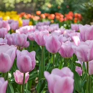 Synaeda Amor Tulip