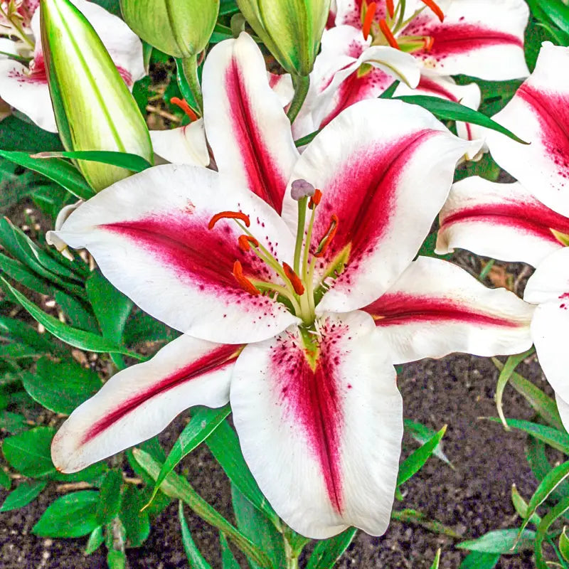 astrid lily flower Hachi Lily