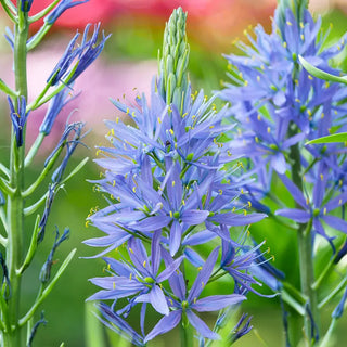 Caerulea Indian Hyacinth