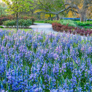 Caerulea Indian Hyacinth