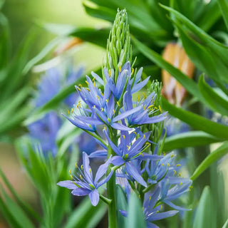 Caerulea Indian Hyacinth