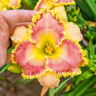 Now You See Me Daylily