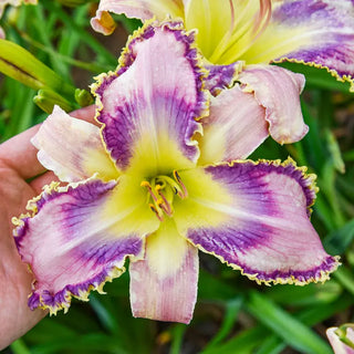 Kingdom Bound Reblooming  Daylily