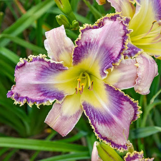 Kingdom Bound Reblooming  Daylily