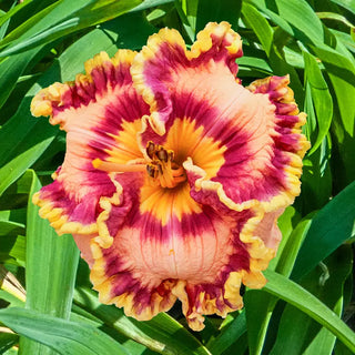Kaleidoscope King Daylily