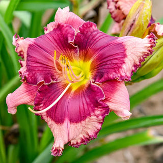 Don't Lose Heart Reblooming Daylily